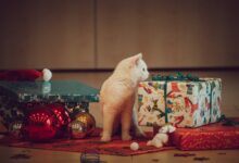 © TiKo_Silvio Scheichl | Die Tiere im TiKo freuen sich schon auf ihre Geschenke!